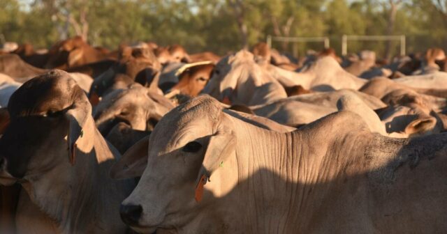 A coisa com maior probabilidade de acabar com o gado vivo do que uma mudança instintiva dos albaneses
