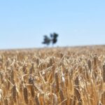 A colheita começa a diminuir com 72% da colheita, embora o sul fique para trás