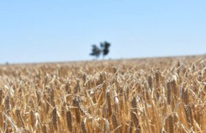 A colheita começa a diminuir com 72% da colheita, embora o sul fique para trás A colheita começa a diminuir com 72% da colheita, embora o sul fique para trás