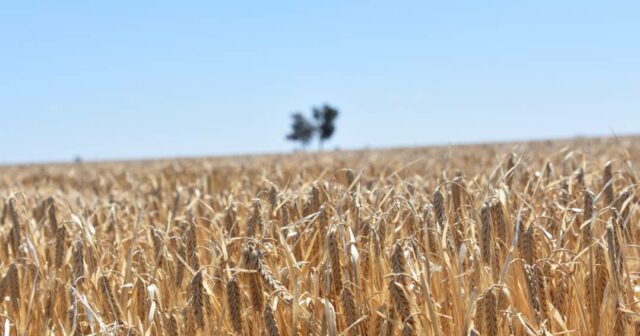 A colheita começa a diminuir com 72% da colheita, embora o sul fique para trás
