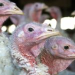 Ícone de conversão de texto em fala