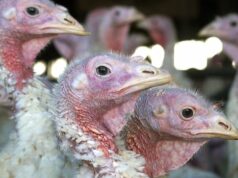 A gripe aviária atingiu duramente as fazendas de perus em Ontário. Ainda é seguro comer na refeição do feriado? Ícone de conversão de texto em fala