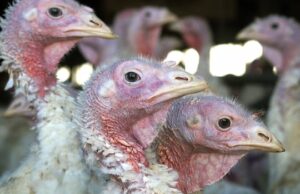 A gripe aviária atingiu duramente as fazendas de perus em Ontário. Ainda é seguro comer na refeição do feriado? Ícone de conversão de texto em fala