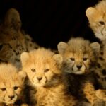 A mais nova série de documentos sobre natureza da Apple TV já está disponível