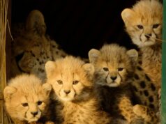 A mais nova série de documentos sobre natureza da Apple TV já está disponível A mais nova série de documentos sobre natureza da Apple TV já está disponível