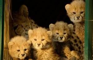 A mais nova série de documentos sobre natureza da Apple TV já está disponível A mais nova série de documentos sobre natureza da Apple TV já está disponível