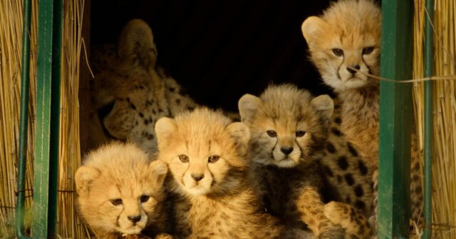 A mais nova série de documentos sobre natureza da Apple TV já está disponível
