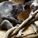 ** ANTECIPAÇÃO PARA EDIÇÕES DE FINAL DE SEMANA OUT. 20-22 ** Jim Eggers, que sofre de transtorno bipolar, é visto em 13 de setembro de 2006, com seu papagaio cinza africano do Congo, Sadie, em Maplewood, Missouri. Eggers conseguiu obter seu papagaio certificado como animal de serviço, completo com uma gaiola de transporte para quando ele se aventurar em locais públicos de sua casa em Maplewood. (AP PhotoPost-Dispatch, Karen Elshout) ** SEM MAGS, SEM TV, SEM VENDAS **