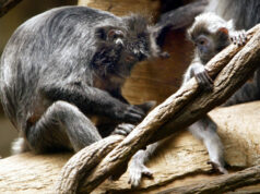 À medida que os países se movem para proteger a vida selvagem no comércio legal, o tráfico de animais e plantas aumenta cada vez mais. ** ANTECIPAÇÃO PARA EDIÇÕES DE FINAL DE SEMANA OUT. 20-22 ** Jim Eggers, que sofre de transtorno bipolar, é visto em 13 de setembro de 2006, com seu papagaio cinza africano do Congo, Sadie, em Maplewood, Missouri. Eggers conseguiu obter seu papagaio certificado como animal de serviço, completo com uma gaiola de transporte para quando ele se aventurar em locais públicos de sua casa em Maplewood. (AP PhotoPost-Dispatch, Karen Elshout) ** SEM MAGS, SEM TV, SEM VENDAS **