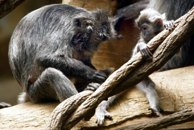 À medida que os países se movem para proteger a ** ANTECIPAÇÃO PARA EDIÇÕES DE FINAL DE SEMANA OUT. 20-22 ** Jim Eggers, que sofre de transtorno bipolar, é visto em 13 de setembro de 2006, com seu papagaio cinza africano do Congo, Sadie, em Maplewood, Missouri. Eggers conseguiu obter seu papagaio certificado como animal de serviço, completo com uma gaiola de transporte para quando ele se aventurar em locais públicos de sua casa em Maplewood. (AP PhotoPost-Dispatch, Karen Elshout) ** SEM MAGS, SEM TV, SEM VENDAS **
