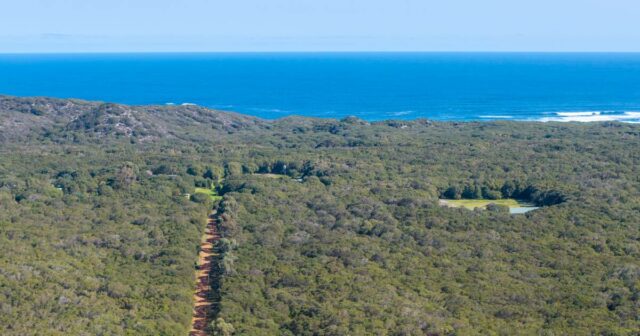 A mudança nas árvores e no mar proporcionou um alívio muito necessário para a lenda do basquete
