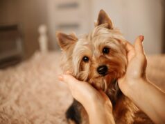 A percepção da mulher sobre a pele do Yorkshire Terrier sênior encanta os espectadores A percepção da mulher sobre a pele do Yorkshire Terrier sênior encanta os espectadores