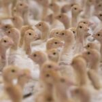 Um mapa cinza com pontos vermelhos e amarelos.