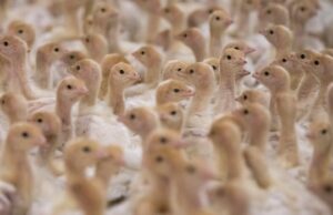 A pior temporada de gripe aviária em anos atinge os criadores de aves de Alberta Um mapa cinza com pontos vermelhos e amarelos.