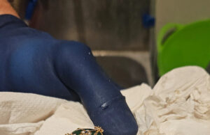 A polícia recupera um pingente Fabergé engolido após uma espera de 6 dias para que ele reapareça Yahoo news home