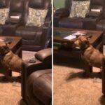 Naughty dog gets caught