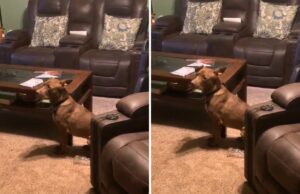 A reação hilariante do cachorro ao ser pego ganha o animal de estimação da semana Naughty dog gets caught