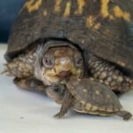 Ícone de conversão de texto em fala