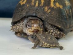 A tartaruga Rockalina encontra membros de sua própria espécie pela primeira vez em 48 anos Ícone de conversão de texto em fala