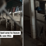 A voluntária é sempre a última a sair do abrigo – compartilha uma visão que parte seu coração