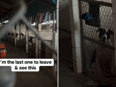 A voluntária é sempre a última a sair do abrigo – compartilha uma visão que parte seu coração A voluntária é sempre a última a sair do abrigo – compartilha uma visão que parte seu coração