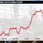 Adicione chuva e repovoamento e os preços do desmame de janeiro podem disparar