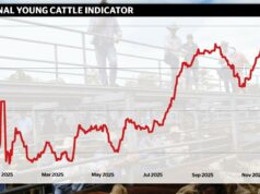 Adicione chuva e repovoamento e os preços do desmame de janeiro podem disparar Adicione chuva e repovoamento e os preços do desmame de janeiro podem disparar