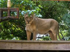Adolescente que sonha em domesticar leões é espancado até a morte após entrar no recinto do zoológico Adolescente que sonha em domesticar leões é espancado até a morte após entrar no recinto do zoológico