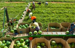 Aguardado conselho alimentar atrai críticas sobre representação comercial Aguardado conselho alimentar atrai críticas sobre representação comercial