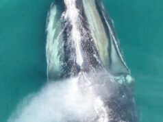 Amostras de respiração coletadas por drones contêm pistas sobre a saúde das baleias francas do Atlântico Norte Ícone de conversão de texto em fala