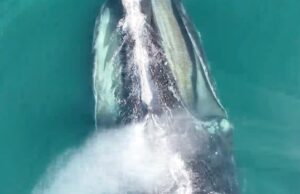 Amostras de respiração coletadas por drones contêm pistas sobre a saúde das baleias francas do Atlântico Norte Ícone de conversão de texto em fala