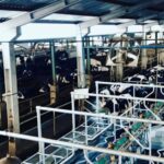 Apoie o Programa MBG, Bappenas e Kandangan Madiun Plantation para impulsionar o downstreaming de leite