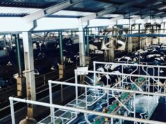 Apoie o Programa MBG, Bappenas e Kandangan Madiun Plantation para impulsionar o downstreaming de leite Apoie o Programa MBG, Bappenas e Kandangan Madiun Plantation para impulsionar o downstreaming de leite