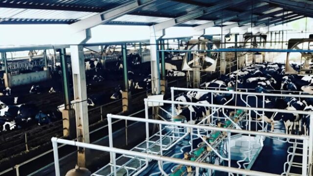 Apoie o Programa MBG, Bappenas e Kandangan Madiun Plantation para impulsionar o downstreaming de leite
