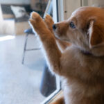 Gumdrop, responsável por Sarah e Kyle Crossland de East Nashville, mantém-se ocupada com uma bola de espinhos durante uma entrevista com The Tennessean no centro de adoção Wags & Walks em Hermitage, Tennessee, sexta-feira, 3 de outubro de 2025.