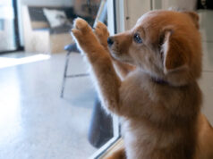 Aqui estão alguns abrigos de animais que procuram humanos adotivos para cães Gumdrop, responsável por Sarah e Kyle Crossland de East Nashville, mantém-se ocupada com uma bola de espinhos durante uma entrevista com The Tennessean no centro de adoção Wags & Walks em Hermitage, Tennessee, sexta-feira, 3 de outubro de 2025.