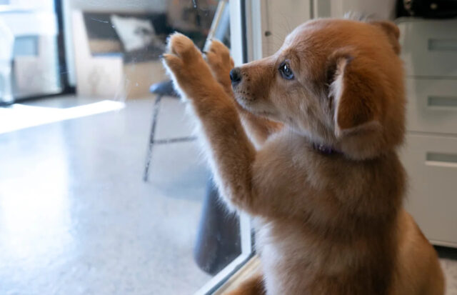 Aqui estão alguns abrigos de animais que procuram humanos adotivos Gumdrop, responsável por Sarah e Kyle Crossland de East Nashville, mantém-se ocupada com uma bola de espinhos durante uma entrevista com The Tennessean no centro de adoção Wags & Walks em Hermitage, Tennessee, sexta-feira, 3 de outubro de 2025.
