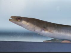 As Primeiras Nações se perguntam se a decisão do Canadá sobre as enguias é a melhor para o futuro das espécies homem sorrindo