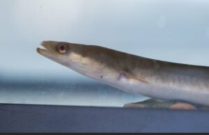 As Primeiras Nações se perguntam se a decisão do Canadá sobre as enguias é a melhor para o futuro das espécies homem sorrindo