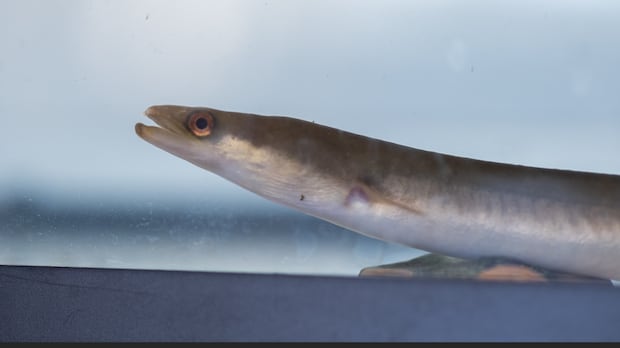 As Primeiras Nações se perguntam se a decisão do Canadá homem sorrindo