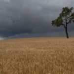 As pressões sobre os preços prejudicam os níveis de confiança dos agricultores em 2026