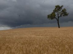 As pressões sobre os preços prejudicam os níveis de confiança dos agricultores em 2026 As pressões sobre os preços prejudicam os níveis de confiança dos agricultores em 2026