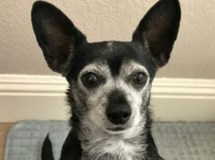 Às vezes você resgata o cachorro, às vezes o cachorro resgata você Às vezes você resgata o cachorro, às vezes o cachorro resgata você