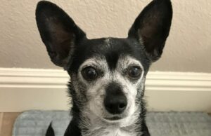 Às vezes você resgata o cachorro, às vezes o cachorro resgata você Às vezes você resgata o cachorro, às vezes o cachorro resgata você