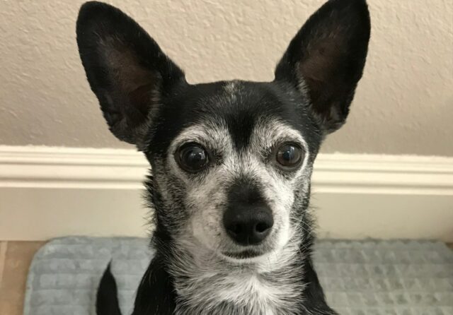 Às vezes você resgata o cachorro, às vezes o cachorro resgata você
