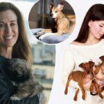 Ascensão dos doggelgängers de US$ 50 mil: como animais de estimação clonados se tornaram o novo e quente investimento para proprietários enlutados