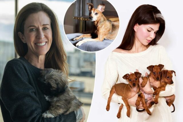 Ascensão dos doggelgängers de US$ 50 mil: como animais de Ascensão dos doggelgängers de US$ 50 mil: como animais de estimação clonados se tornaram o novo e quente investimento para proprietários enlutados