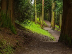 Autoridades anunciam planos para reintroduzir o predador de ponta depois de ele estar extinto há mais de 100 anos: ‘Por que não deveríamos trazê-los de volta?’ Yahoo news home