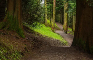 Autoridades anunciam planos para reintroduzir o predador de ponta depois de ele estar extinto há mais de 100 anos: ‘Por que não deveríamos trazê-los de volta?’ Yahoo news home