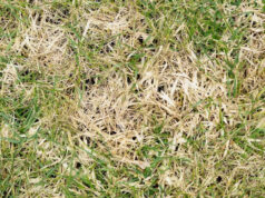 Autoridades emitem alerta urgente enquanto criatura perigosa se espalha pela região dos EUA: ‘Ameaça sem precedentes’ Yahoo news home